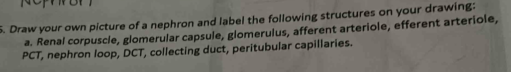 Draw your own picture of a nephron and label the following structures on your drawing: 
a. Renal corpuscle, glomerular capsule, glomerulus, afferent arteriole, efferent arteriole, 
PCT, nephron loop, DCT, collecting duct, peritubular capillaries.