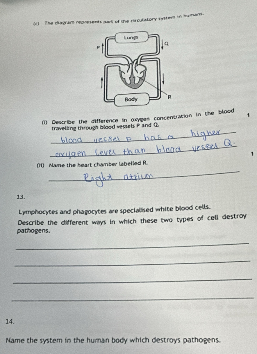 The diagram represents part of the circulatory system in humans. 
1 
(1) Describe the difference in oxygen concentration in the blood 
_ 
travelling through blood vessels P and Q. 
_ 
1 
_ 
(i1) Name the heart chamber labelled R. 
13. 
Lymphocytes and phagocytes are specialised white blood cells. 
Describe the different ways in which these two types of cell destroy 
pathogens. 
_ 
_ 
_ 
_ 
14. 
Name the system in the human body which destroys pathogens.