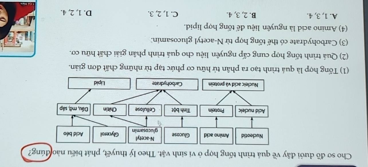 Cho sơ đồ dưới đây về quá trình tổng hợp ở vi sinh vật. Theo lý thuyết, phát biểu nào đúng?
(1) Tổng hợp là quá trình tạo ra phân tử hữu cơ phức tạp từ những chất đơn giản.
(2) Quá trình tổng hợp cung cấp nguyên liệu cho quá trình phân giải chất hữu cơ.
(3) Carbohydrate có thể tổng hợp từ N-acetyl glucosamin:
(4) Amino acid là nguyên liệu để tổng hợp lipid.
A. 1, 3, 4. B. 2, 3, 4. C. 1, 2, 3. D. 1, 2, 4.