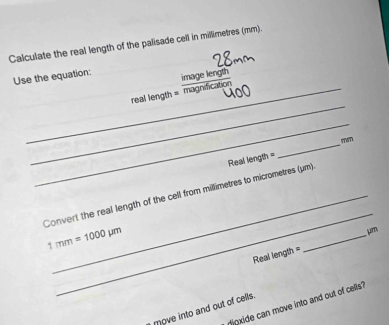 Calculate the real length of the palisade cell in millimetres (mm). 
Use the equation: 
image length 
_ 
_real length = magnification 
_
mm
Real length = 
_ 
_ 
Convert the real length of the cell from millimetres to micrometres (μm)
1mm=1000mu m
μm
Real length = 
_ 
dioxide can move into and out of cells? 
move into and out of cells.