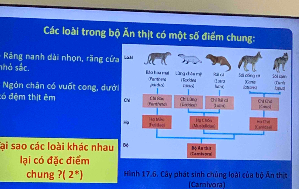 Các loài trong bộ Ăn thịt có một số điểm chung: 
- Răng nanh dài nhọn, răng cử 
nhỏ sắc. 
Ngón chân có vuốt cong, dướ 
có đệm thịt êm 
ại sao các loài khác nhau 
lại có đặc điểm 
chung ? (2^*) Hình 17.6. Cây phát sinh chủng loài của bộ Ấn thịt 
(Carnivora)