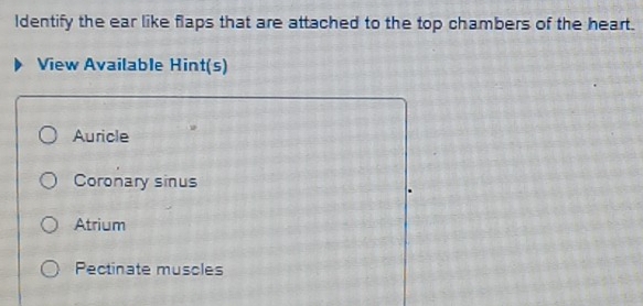 Solved: Identify the ear like flaps that are attached to the top ...