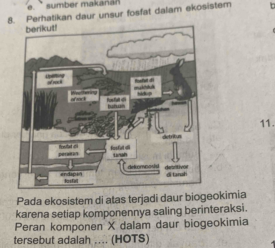 sumber makanan 
8. Perhatikan daur unsur fosfat dalam ekosistem 
b 
11. 
Pada ekosistem di atas terjadi daur biogeokimia 
karena setiap komponennya saling berinteraksi. 
Peran komponen X dalam daur biogeokimia 
tersebut adalah .... (HOTS)