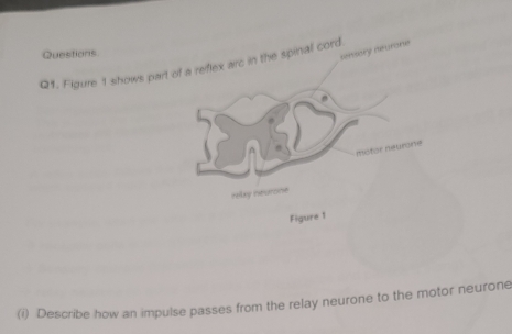 Questions 
sensory neurone 
Q1. Figure 1 shows part of a reflex arc in the spinal cord 
motor neurone 
relay neurone 
Figure 1 
(i) Describe how an impulse passes from the relay neurone to the motor neurone