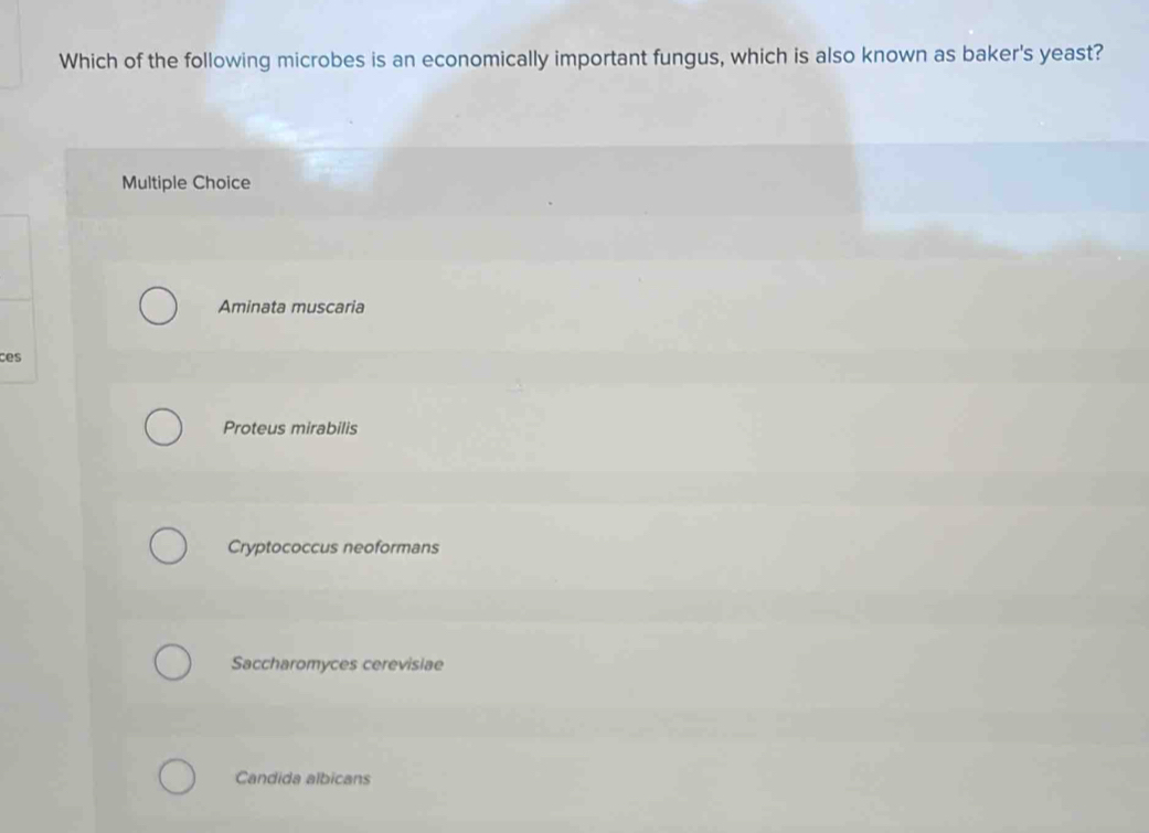 Which of the following microbes is an economically important fungus, which is also known as baker's yeast?
Multiple Choice
Aminata muscaria
ces
Proteus mirabilis
Cryptococcus neoformans
Saccharomyces cerevisiae
Candida albicans
