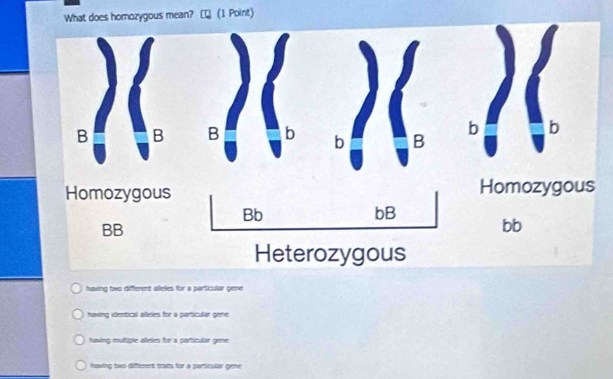 What does homozygous mean? ₹ (1 Point)
Heterozygous
having two different alleles for a particular gene
having identical alleles for a particular gene.
having mutiple alleles for a particular gene
having two different traits for a particular gene