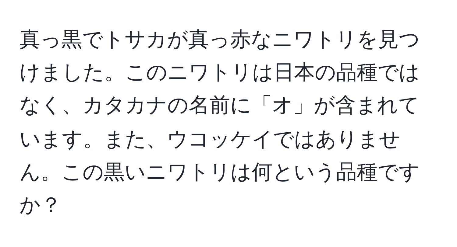 真っ黒でトサカが真っ赤なニワトリを見つけました。このニワトリは日本の品種ではなく、カタカナの名前に「オ」が含まれています。また、ウコッケイではありません。この黒いニワトリは何という品種ですか？