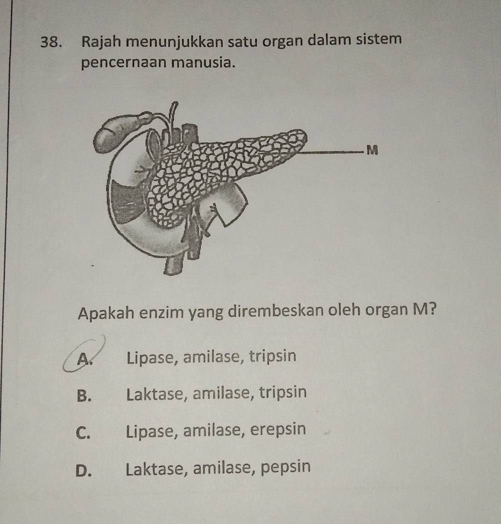 Rajah menunjukkan satu organ dalam sistem
pencernaan manusia.
Apakah enzim yang dirembeskan oleh organ M?
A. Lipase, amilase, tripsin
B. Laktase, amilase, tripsin
C. Lipase, amilase, erepsin
D. Laktase, amilase, pepsin