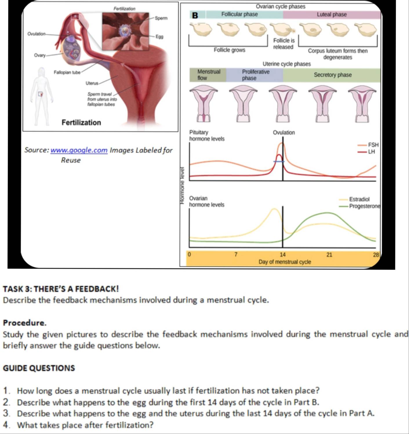 Menstrual Proliferative 
flow Secretory phase 
phase 
Pituitary Ovulation 
hormone levels 
FSH 
Source: www.google.com Images Labeled for — LH 
Reuse 
; 
Ovarian Estradiol 
hormone levels Progesterone 
0
7
14
21
28
Day of menstrual cycle 
TASK 3: THERE’S A FEEDBACK! 
Describe the feedback mechanisms involved during a menstrual cycle. 
Procedure. 
Study the given pictures to describe the feedback mechanisms involved during the menstrual cycle and 
briefly answer the guide questions below. 
GUIDE QUESTIONS 
1. How long does a menstrual cycle usually last if fertilization has not taken place? 
2. Describe what happens to the egg during the first 14 days of the cycle in Part B. 
3. Describe what happens to the egg and the uterus during the last 14 days of the cycle in Part A. 
4. What takes place after fertilization?