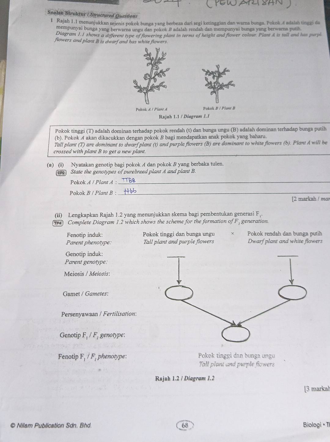 Soalan Struktur / Structured Questions
1 Rajah 1.1 menunjukkan sejenis pokok bunga yang berbeza dari segi ketinggian dan warna bunga. Pokok 4 adalah tinggi da
mempunyai bunga yang berwarna ungu dan pokok B adalah rendah dan mempunyai bunga yang berwarna putih
Diagram I.I shows a different type of flowering plant in terms of height and flower colour. Plant A is tall and has purpl
flowers and plant B is dwarf and has white flowers.
Pokok tinggi (T) adalah dominan terhadap pokok rendah (t) dan bunga ungu (B) adalah dominan terhadap bunga putih
(b). Pokok A akan dikacukkan dengan pokok B bagi mendapatkan anak pokok yang baharu.
Tall plant (T) are dominant to dwarf plant (t) and purple flowers (B) are dominant to white flowers (b). Plant A will be
crossed with plant B to get a new plant.
(a) (i) Nyatakan genotip bagi pokok A dan pokok B yang berbaka tulen.
State the genotypes of purebreed plant A and plant B.
Pokok A / Plant A :
_
Pokok B / Plant B :_
[2 markah / mɑr
(ii) Lengkapkan Rajah 1.2 yang menunjukkan skema bagi pembentukan generasi F_1.
Complete Diagram 1.2 which shows the scheme for the formation of F, generation.
Fenotip induk: Pokok tinggi dan bunga ungu t Pokok rendah dan bunga putih
Parent phenotype: Tall plant and purple flowers Dwarf plant and white flowers
Genotip induk:
Parent genotype:
Meiosis / Meiosis:
Gamet / Gametes:
Persenyawaan / Fertilisation:
Genotip F_1/F_1 genotype:
Fenotip F_1/F_1 phenotype: Pokok tinggi dan bunga ungu
Tall plant and purple flowers
Rajah 1.2 / Diagram 1.2
[3 markah
© Nilam Publication Sdn. Bhd. 68 Biologi · Ti