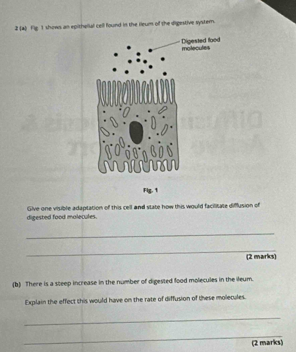 2 (a) Fig 1 shows an epithelial cell found in the ileum of the digestive system. 
Fig. 1 
Give one visible adaptation of this cell and state how this would facilitate diffusion of 
digested food molecules. 
_ 
_ 
(2 marks) 
(b) There is a steep increase in the number of digested food molecules in the ileum. 
Explain the effect this would have on the rate of diffusion of these molecules. 
_ 
_ 
(2 marks)