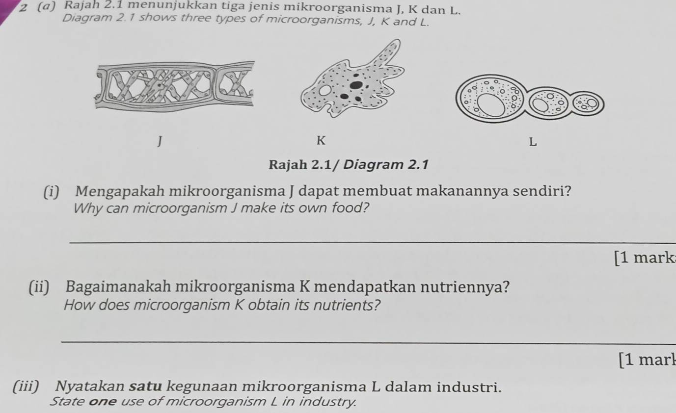 2 (a) Rajah 2.1 menunjukkan tiga jenis mikroorganisma J, K dan L. 
Diagram 2.1 shows three types of microorganisms, J, K and L.
J
K
L
Rajah 2.1/ Diagram 2.1 
(i) Mengapakah mikroorganisma J dapat membuat makanannya sendiri? 
Why can microorganism J make its own food? 
_ 
[1 mark: 
(ii) Bagaimanakah mikroorganisma K mendapatkan nutriennya? 
How does microorganism K obtain its nutrients? 
_ 
[1 mar] 
(iii) Nyatakan satu kegunaan mikroorganisma L dalam industri. 
State one use of microorganism L in industry.