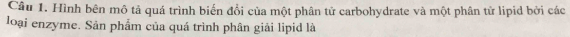 Hình bên mô tả quá trình biến đổi của một phân tử carbohydrate và một phân tử lipid bởi các 
loại enzyme. Sản phẩm của quá trình phân giải lipid là