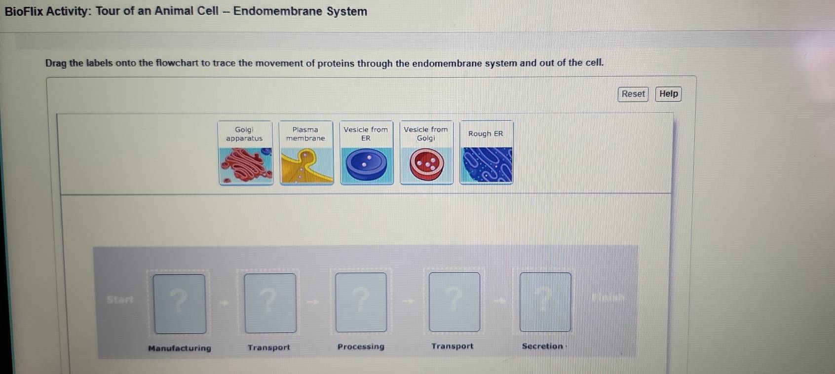 BioFlix Activity: Tour of an Animal Cell -- Endomembrane System 
Drag the labels onto the flowchart to trace the movement of proteins through the endomembrane system and out of the cell. 
Reset Help 
Start 
Manufacturing Transport Processing Transport Secretion