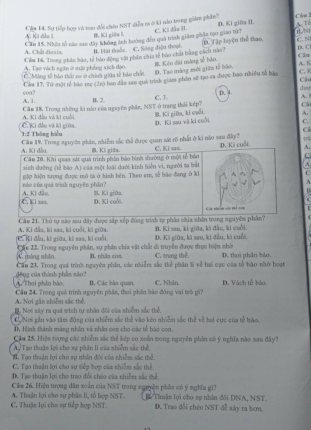 Sự tiếp hợp và trao đổi chéo NST diễn ra ở kì nào trong giảm phân? Câu 2
C. Kì đầu II. D. Kì giữa II.
A. Tế
A. Ki đầu I. B. Kì giữa I.
Câu 15. Nhân tố nào sau dây không ảnh hưởng đến quá trình giảm phận tạo giao tử? BNI
A. Chất dioxin. B. Hút thuốc. C. Sóng điện thoại. D. Tập luyện thể thao. C. N
Câu
Câu 16. Trong phân bào, tế bào động vật phân chia tế bào chất bằng cách nào?
D. C
B. Kéo dài màng tế bào.
A. Tạo vách ngăn ở mặt phẳng xích đạo.
Ở. Màng tế bào thắt eo ở chính giữa tế bào chất. D. Tạo màng mới giữa tế bào. A. K
Câu 17. Từ một tế bào mẹ (2n) ban đầu sau quá trình giảm phân sẽ tạo ra được bao nhiều tế bào Câu C. K
con? đượ
A. 1. B. 2. C. 3. D. 4.
A. 8
Câu 18. Trong những kì nào của nguyên phân, NST ở trạng thái kép?  Câu
A. Kì đầu và kì cuối.
B. Kì giữa, kì cuối. A.
C. Kì đầu và kì giữa.
D.  Kì sau và kì cuối.
C.
Câ
1.2 Thông hiểu
Câu 19. Trong nguyên phân, nhiễm sắc thể được quan sát rõ nhất ở kì nào sau đây?
A. Kì đầu. B. Kì giữa. C. Kì sau. D. Kì cuối. trù
A.
Câu 20. Khi quan sát quá trình phân bào bình thường ở một tế bào C
sinh dưỡng (tế bào A) của một loài dưới kính hiển vi, người ta bắt a
gặp hiện tượng được mô tả ở hình bên. Theo em, tế bào đang ở kì
C
nào của quá trình nguyên phân?
A
A. Kì đầu. B. Kì giữa.
B
C. Kì sau. D. Kì cuối.
C
Các nhiểm sắc thể con
Câu 21. Thứ tự nào sau đây được sắp xếp đúng trình tự phân chia nhân trong nguyên phân?
A. Kì đầu, kì sau, kì cuối, kì giữa. B. Kì sau, kì giữa, kì đầu, kì cuối.
C. ì đầu, kì giữa, kì sau, kì cuối. D. Kì giữa, kì sau, kì đầu, kì cuối.
Câu 22. Trong nguyên phân, sự phân chia vật chất di truyền được thực hiện nhờ
A. màng nhân. B. nhân con. C. trung thể. D. thoi phân bào.
Cầu 23. Trong quá trình nguyên phân, các nhiễm sắc thể phân li về hai cực của tế bào nhờ hoạt
dộng của thành phần nào?
A. Thoi phân bào. B. Các bào quan. C. Nhân. D. Vách tế bào.
Câu 24. Trong quá trình nguyên phân, thoi phân bào đóng vai trò gì?
A. Nơi gắn nhiễm sắc thể.
B. Nơi xảy ra quá trình tự nhân đôi của nhiễm sắc thể.
C. Nơi gắn vào tâm động của nhiễm sắc thể vào kéo nhiễm sắc thể về hai cực của tế bào.
D. Hình thành màng nhân và nhân con cho các tế bào con.
Câu 25. Hiện tượng các nhiễm sắc thể kép co xoắn trong nguyên phân có ý nghĩa nào sau đây?
Ay Tạo thuận lợi cho sự phân li của nhiễm sắc thể.
B. Tạo thuận lợi cho sự nhân đôi của nhiễm sắc thể.
C. Tạo thuận lợi cho sự tiếp hợp của nhiễm sắc thể.
D. Tạo thuận lợi cho trao đổi chéo của nhiễm sắc thể.
Câu 26. Hiện tượng dãn xoắn của NST trong nguyện phân có ý nghĩa gì?
A. Thuận lợi cho sự phân li, tổ hợp NST. B. Thuận lợi cho sự nhân đôi DNA, NST.
C. Thuận lợi cho sự tiếp hợp NST. D. Trao đổi chéo NST dễ xảy ra hơn.
