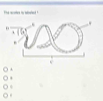 The scolex is labeled "
^
θ
0
F