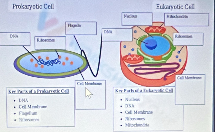 Prokaryotic Cell