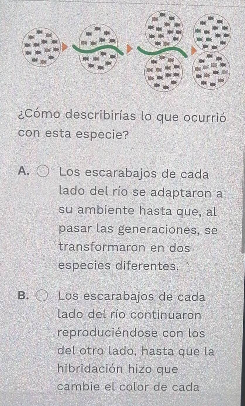 ¿Cómo describirías lo que ocurrió
con esta especie?
A. Los escarabajos de cada
lado del río se adaptaron a
su ambiente hasta que, al
pasar las generaciones, se
transformaron en dos
especies diferentes.
B. Los escarabajos de cada
lado del río continuaron
reproduciéndose con los
del otro lado, hasta que la
hibridación hizo que
cambie el color de cada