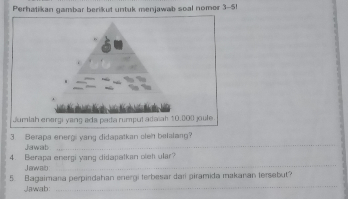 Perhatikan gambar berikut untuk menjawab soal nomor 3-5! 
D 
C 
Jumlah energi yang ada pada rumput adalah 10.000 joule. 
3. Berapa energi yang didapatkan oleh belalang? 
Jawab: 
_ 
4. Berapa energi yang didapatkan oleh ular? 
Jawab: 
_ 
_ 
5. Bagaimana perpindahan energi terbesar dari piramida makanan tersebut? 
Jawab: