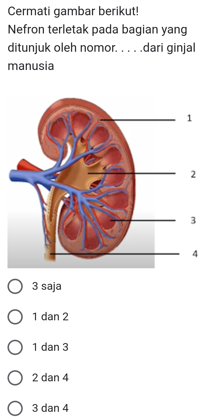 Cermati gambar berikut!
Nefron terletak pada bagian yang
ditunjuk oleh nomor. . . . .dari ginjal
manusia
1
2
3
4
3 saja
1 dan 2
1 dan 3
2 dan 4
3 dan 4