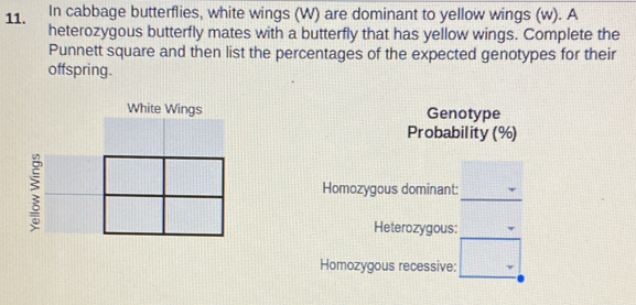 In cabbage butterflies, white wings (W) are dominant to yellow wings (w). A 
heterozygous butterfly mates with a butterfly that has yellow wings. Complete the 
Punnett square and then list the percentages of the expected genotypes for their 
offspring. 
White Wings Genotype 
Probability (%) 
Homozygous dominant: 
Heterozygous: 
Homozygous recessive: