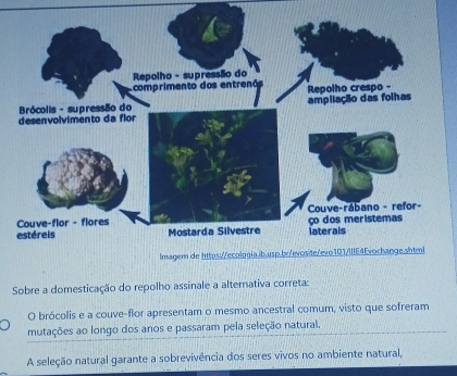 Repolho - supressão do 
comprimento dos entrenó 
Brócolis - supressão do Repolho crespo - ampliação das folhas 
desenvolvimento da flor 
Couve-flor - flores Couve-rábano - refor- 
estéreis Mostarda Silvestre ço dos meristemas laterals 
Imagem de https://ecologia.ib.usp.br/evosite/evo101/IlllE4Evochange.shtml 
Sobre a domesticação do repolho assinale a alternativa correta: 
O brócolis e a couve-flor apresentam o mesmo ancestral comum, visto que sofreram 
mutações ao longo dos anos e passaram pela seleção natural. 
A seleção natural garante a sobrevivência dos seres vivos no ambiente natural,