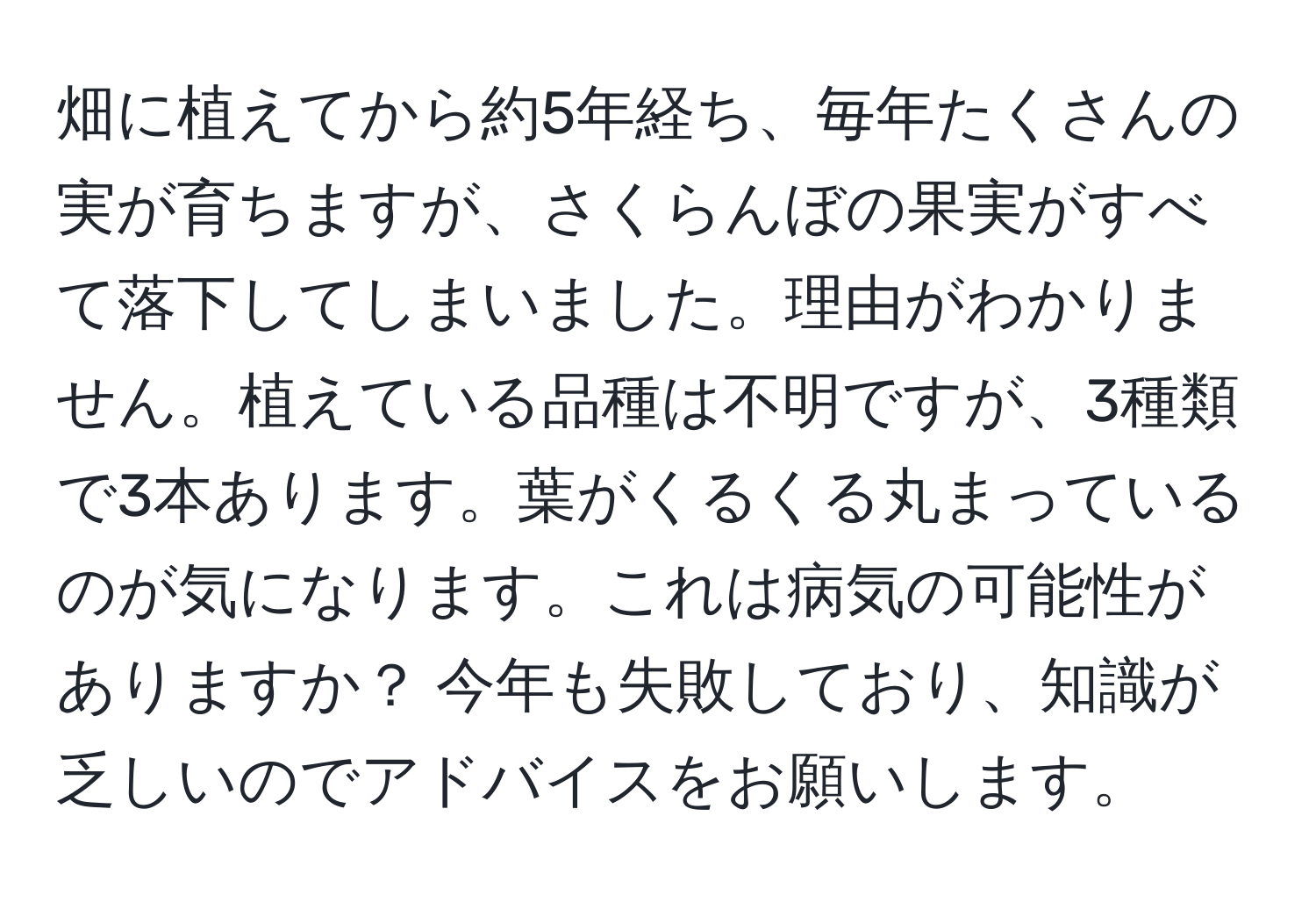 畑に植えてから約5年経ち、毎年たくさんの実が育ちますが、さくらんぼの果実がすべて落下してしまいました。理由がわかりません。植えている品種は不明ですが、3種類で3本あります。葉がくるくる丸まっているのが気になります。これは病気の可能性がありますか？ 今年も失敗しており、知識が乏しいのでアドバイスをお願いします。