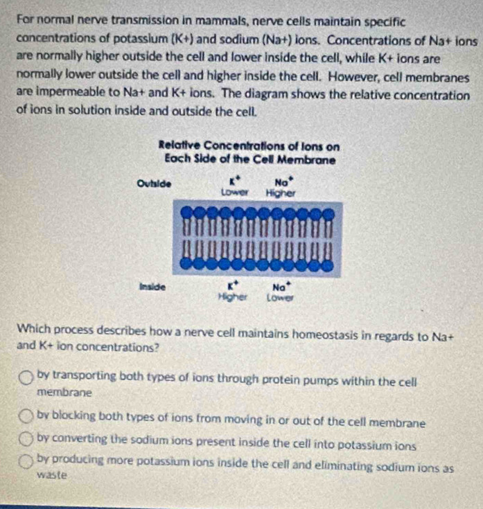 For normal nerve transmission in mammals, nerve cells maintain specific
concentrations of potassium (K+) and sodium (Na+) ions. Concentrations of Na+ ions
are normally higher outside the cell and lower inside the cell, while K+ ions are
normally lower outside the cell and higher inside the cell. However, cell membranes
are impermeable to Na+ and K+ ions. The diagram shows the relative concentration
of ions in solution inside and outside the cell.
Which process describes how a nerve cell maintains homeostasis in regards to Na+
and K+ ion concentrations?
by transporting both types of ions through protein pumps within the cell
membrane
by blocking both types of ions from moving in or out of the cell membrane
by converting the sodium ions present inside the cell into potassium ions
by producing more potassium ions inside the cell and eliminating sodium ions as
waste