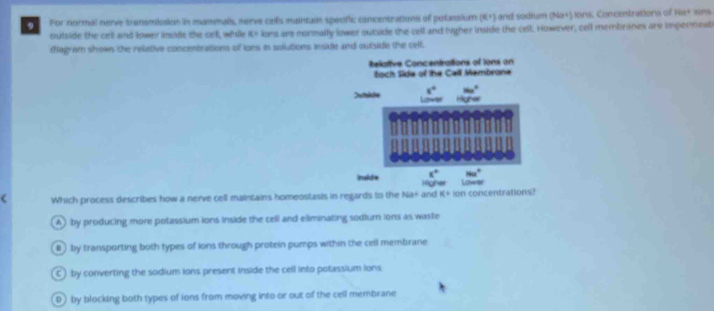 For normal norve transmission in mammall, nerve cells maintain specific concentrations of polassium (9,5) and sodium (Na+) lons: Concentrations of 188°
outside the cell and lower inside the ort, while Ks lons are normally lower outuide the cell and higher inside the cell. However, cell membranes are impernet
thagram shows the reletive concentrattions of ions in solutions inside and outside the cell.
telotive Concentrations of Ions on
toch Side of the Call Membrone
x° sin x°
Dutsichs Lower
80°
Inside t° Lowres
Which process describes how a nerve cell maintains homeostasis in regards to the 143° and K+10n concentrations?
A) by producing more potassium ions inside the cell and eliminating sodium ions as waste
# ) by transporting both types of ions through protein pumps within the cell membrane
C), by converting the sodium ions present inside the cell into potassium ions
D) by blocking both types of ions from moving into or out of the cell membrane