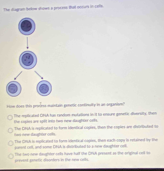 The diagram below shows a process that occurs in cells.
How does this process maintain genetic continuity in an organism?
The replicated DNA has random mutations in it to ensure genetic diversity, then
the copies are split into two new daughter cells.
The DNA is replicated to form identical copies, then the copies are distributed to
two new daughter cells.
The DNA is replicated to form identical copies, then each copy is retained by the
parent cell, and some DNA is distributed to a new daughter cell.
The two new daughter cells have half the DNA present as the original cell to
prevent genetic disorders in the new cells.