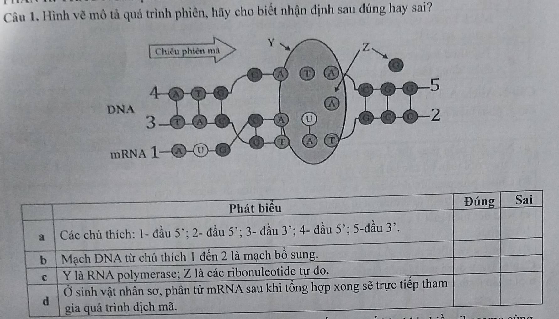 Hình vẽ mô tả quá trình phiên, hãy cho biết nhận định sau đúng hay sai?
Phát biểu
Đúng Sai
a Các chú thích: 1 - đầu 5’; 2 - đầu 5’; 3 - đầu 3 ’; 4 - đầu 5’; 5 -đầu 3’.
b | Mạch DNA từ chú thích 1 đến 2 là mạch bổ sung.
c Y là RNA polymerase; Z là các ribonuleotide tự do.
Ở sinh vật nhân sơ, phân tử mRNA sau khi tổng hợp xong sẽ trực tiếp tham
d
gia quá trình dịch mã.