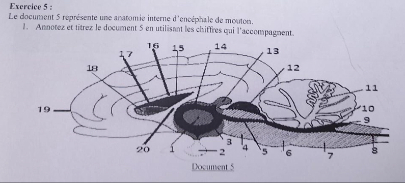 Le document 5 représente une anatomie interne d'encéphale de mouton. 
1. Annotez et titrez le document 5 en utilisant les chiffres qui l’accompagnent.