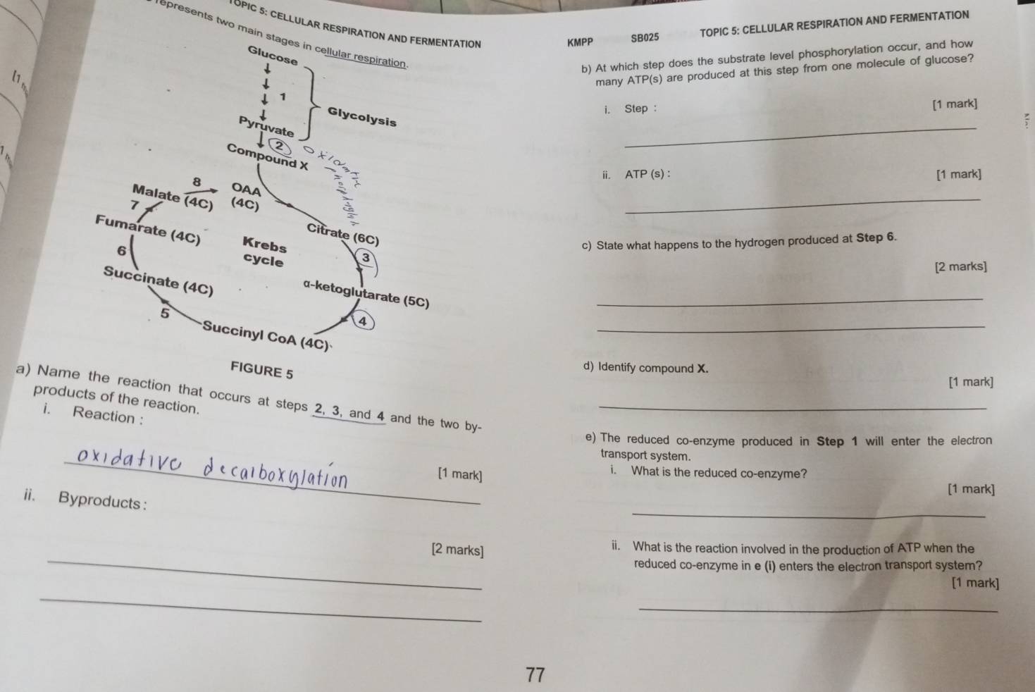 TOPIC 5: CELLULAR RESPIRATIOTATION 
KMPP SB025 TOPIC 5: CELLULAR RESPIRATION AND FERMENTATION 
represents two main 
b) At which step does the substrate level phosphorylation occur, and how
l1 , 
many ATP(s) are produced at this step from one molecule of glucose? 
i. Step : [1 mark] 
_ 
ii. ATP (s) : [1 mark] 
_ 
c) State what happens to the hydrogen produced at Step 6. 
[2 marks] 
_ 
_ 
d) Identify compound X. 
[1 mark] 
a) Namtion that occurs at steps 2, 3, and 4 and the two by products of the reaction._ 
i. Reaction : 
e) The reduced co-enzyme produced in Step 1 will enter the electron 
_ 
transport system. 
[1 mark] 
i. What is the reduced co-enzyme? 
[1 mark] 
_ 
ii. Byproducts : 
_ 
[2 marks] ii. What is the reaction involved in the production of ATP when the 
reduced co-enzyme in e (i) enters the electron transport system? 
_ 
[1 mark] 
_ 
77