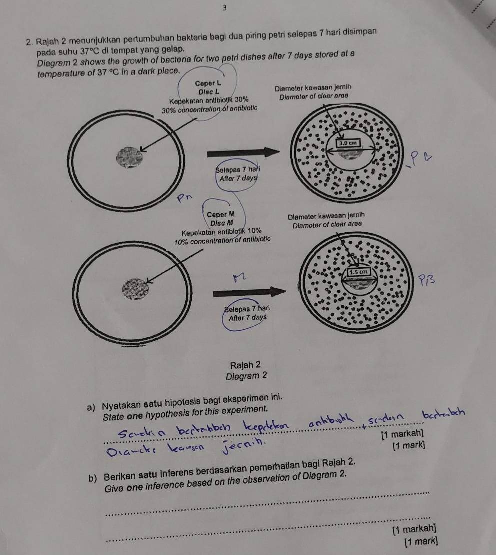 3
2. Rajah 2 menunjukkan pertumbuhan bakteria bagi dua piring petri selepas 7 hari disimpan
pada suhu 37°C dI tempat yang gelap.
D dishes after 7 days stored at a
te
Diagram 2
a) Nyatakan satu hipotesis bagi eksperimen ini.
_
State one hypothesis for this experiment.
[1 markah]
[1 mark]
b) Berikan satu Inferens berdasarkan pemerhatian bagi Rajah 2.
_
Give one inference based on the observation of Diagram 2.
_
[1 markah]
[1 mark]