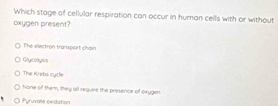 Which stage of cellular respiration can occur in human cells with or without
oxygen present?
The electron transport chain
Glycolysis
The Krebs cycle
None of them, they ail require the presence of oxygen
Pyruvate oxidation