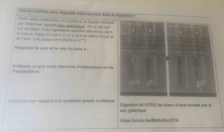 Est-ce d'autres sucs digestifs interviennent dans la digestion ? 
Dans cette expérience on a prélevé un liquide fabriqué 
par l'estomac (appelé suc gastrique). On le fait agir 
sur du blanc d'œuf (protéine appelée albumine) dans 
le tube a. Dans le tube b il n'y a que du blanc d'oeuf et 
de l'eau. Les tubes sont placés à 37°C. 
Rappelez le nom et le rôle du tube b : 
Indiquez ce que vous observez d'intéressant en fin 
d'expérience: 
Concluez par rapport à la question posée ci-dessus 
Digestion IN VITRO de blanc d'œuf écrasé par le 
suc gastrique 
https://youtu.be/Mb8ulKa1ZYk