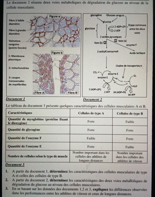 Le document 2 résume deux voies métaboliques de dégradation du glucose au niveau de la
cellule musculaire.
 
Le tableau du document 3 présente quelques caractéristiques des cellules musculaires A et B.
1. A partir du document 1, déterminez les caractéristiques des cellules musculaires de type
A et celles des cellules de type B.
2. A partir du document 2, déterminez les caractéristiques des deux voies métaboliques de
dégradation du glucose au niveau des cellules musculaires.
3. En se basant sur les données des documents 1,2 et 3, expliquez les différences observées
dans les performances entre les athlètes de vitesse et ceux de longues distances.