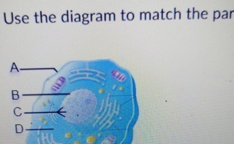 Use the diagram to match the par