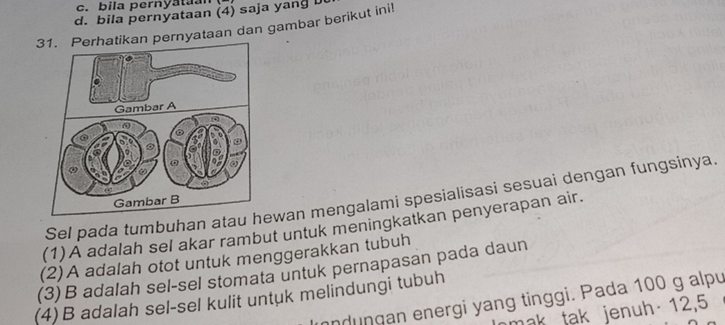 bila pernyataan
d. bila pernyataan (4) saja yang D
ikan pernyataan dan gambar berikut ini
Sel pada tumbuhan atau ewan mengalami spesialisasi sesuai dengan fungsinya.
(1)A adalah sel akar rambut untuk meningkatkan penyerapan air.
(2)A adalah otot untuk menggerakkan tubuh
(3)B adalah sel-sel stomata untuk pernapasan pada daun
(4)B adalah sel-sel kulit untuk melindungi tubuh
nduŋgan energi yang tinggi. Pada 100 g alpu
mak tak jenuh 12, 5