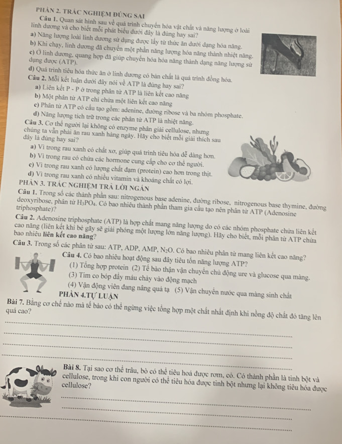 phảN 2. tRÁC NGHIệM đÚnG SAI
Câu 1. Quan sát hình sau về quá trình chuyển hóa vật chất và năng lượng ở loài
linh đương và cho biết mỗi phát biểu dưới đây là đúng hay sai?
a) Năng lượng loài linh dương sử dụng được lấy từ thức ăn dưới dạng hóa năng.
b) Khi chạy, linh dương đã chuyển một phần năng lượng hóa năng thành nhiệt năng.
c) Ở linh dương, quang hợp đã giúp chuyển hóa hóa năng thành dạng năng lượng sử
dụng được (ATP).
d) Quá trình tiêu hóa thức ăn ở linh dương có bán chất là quá trình đồng hóa.
Câu 2. Mỗi kết luận dưới đây nói về ATP là đủng hay sai?
a) Liên kết P - P ở trong phân tử ATP là liên kết cao năng
b) Một phân từ ATP chi chứa một liên kết cao năng
c) Phân tử ATP có cầu tạo gồm: adenine, đường ribose và ba nhóm phosphate.
d) Năng lượng tích trữ trong các phân tử ATP là nhiệt năng.
Câu 3. Cơ thể người lại không có enzyme phân giải cellulose, nhưng
chúng ta vẫn phải ăn rau xanh hàng ngày. Hãy cho biết mỗi giải thích sau
đây là đúng hay sai?
a) Vì trong rau xanh có chất xơ, giúp quá trình tiêu hóa dễ dàng hơn.
b) Vì trong rau có chứa các hormone cung cấp cho cơ thể người.
c) Vì trong rau xanh có lượng chất đạm (protein) cao hơn trong thịt.
d) Vì trong rau xanh có nhiều vitamin và khoáng chất có lợi.
phảN 3. tRÁC nGHIỆM tRẬ lờI ngán
Câu 1. Trong số các thành phần sau: nitrogenous base adenine, đường ribose, nitrogenous base thymine, đường
deoxyribose, phân từ H₃PO₄. Có bao nhiêu thành phần tham gia cầu tạo nên phân tử ATP (Adenosine
triphosphate)?
Câu 2. Adenosine triphosphate (ATP) là hợp chất mang năng lượng do có các nhóm phosphate chứa liên kết
cao năng (liên kết khỉ bê gãy sẽ giải phóng một lượng lớn năng lượng). Hãy cho biết, mỗi phân tử ATP chứa
bao nhiêu liên kết cao năng?
Câu 3. Trong số các phân tử sau: ATP, ADP, AMP, N₂O. Có bao nhiêu phân tử mang liên kết cao năng?
Câu 4. Có bao nhiêu hoạt động sau đây tiêu tổn năng lượng ATP?
(1) Tổng hợp protein (2) Tế bào thận vận chuyển chủ động ure và glucose qua màng.
(3) Tim co bóp đầy máu chảy vào động mạch
(4) Vận động viên đang nâng quả tạ (5) Vận chuyển nước qua màng sinh chất
phần 4.tự luận
_
Bài 7. Bằng cơ chế nào mà tế bào có thể ngừng việc tổng hợp một chất nhất định khi nồng độ chất đó tăng lên
quá cao?
_
_
_
Bài 8. Tại sao cơ thể trâu, bò có thể tiêu hoá được rơm, có. Có thành phần là tinh bột và
cellulose, trong khi con người có thể tiêu hóa được tinh bột nhưng lại không tiêu hóa được
ellulose?
_
_
_