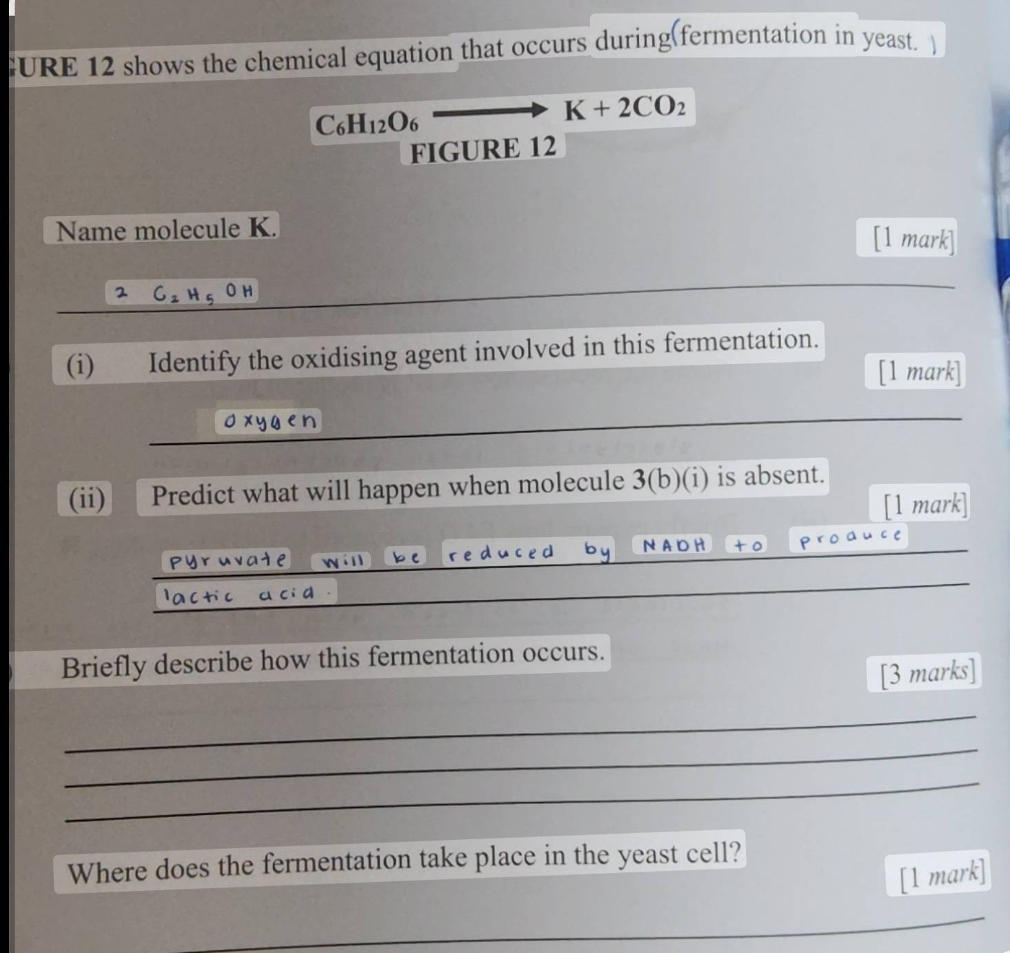 EURE 12 shows the chemical equation that occurs during(fermentation in yeast. )
C_6H_12O_6to K+2CO_2
FIGURE 12 
Name molecule K. [1 mark] 
2 C_2H_5OH
(i) Identify the oxidising agent involved in this fermentation. 
[1 mark] 
o xygen 
_ 
_ 
(ii) Predict what will happen when molecule 3 (b)(i) is absent. 
[1 mark] 
prod 
ate will be reduced by _N A r c 
_ 
c a ci d 
_ 
Briefly describe how this fermentation occurs. 
[3 marks] 
_ 
_ 
_ 
Where does the fermentation take place in the yeast cell? 
[1 mark] 
_ 
_