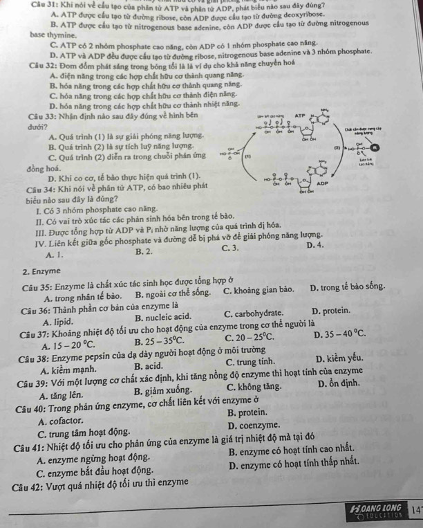 Khi nói về cầu tạo của phần tử ATP và phần tử ADP, phát biểu nào sau đây đùng?
A. ATP được cầu tạo từ đường ribose, còn ADP được cầu tạo từ đường deoxyribose.
B, ATP được cầu tạo từ nitrogenous base adenine, còn ADP được cầu tạo từ đường nitrogenous
base thymine.
C. ATP có 2 nhóm phosphate cao năng, còn ADP có 1 nhóm phosphate cao năng,
D. ATP và ADP đều được cầu tạo từ đường ribose, nitrogenous base adenine và 3 nhóm phosphate.
Cầu 32: Đom đổm phát sáng trong bóng tối là là ví dụ cho khả năng chuyển hoá
A. điện năng trong các hợp chất hữu cơ thành quang năng.
B. hóa năng trong các hợp chất hữu cơ thành quang năng.
C. hóa năng trong các hợp chất hữu cơ thành điện năng.
D. hóa năng trong các hợp chất hữu cơ thành n
Câu 33: Nhận định nào sau đây đúng về hình bên
dưới?
A. Quá trình (1) là sự giải phóng năng lượng.
B. Quá trình (2) là sự tích luỹ năng lượng.
C. Quá trình (2) diễn ra trong chuỗi phản ứng
đồng hoá.
D. Khi co cơ, tế bào thực hiện quá trình (1).
Câu 34: Khi nói về phần tử ATP, có bao nhiêu phát
biểu nào sau đây là đúng?
I. Có 3 nhóm phosphate cao năng.
II. Có vai trò xúc tác các phản sinh hóa bên trong tế bào.
III. Được tổng hợp từ ADP và P_i nhờ năng lượng của quá trình dị hóa.
IV. Liên kết giữa gốc phosphate và đường dễ bị phá vỡ để giải phóng năng lượng. D. 4.
A. 1. B. 2. C. 3.
2. Enzyme
Câu 35: Enzyme là chất xúc tác sinh học được tổng hợp ở
A. trong nhân tế bào. B. ngoài cơ thể sống. C. khoảng gian bảo. D. trong tế bào sống.
Câu 36: Thành phần cơ bản của enzyme là
A. lipid. B. nucleic acid. C. carbohydrate. D. protein.
Câu 37: Khoảng nhiệt độ tối ưu cho hoạt động của enzyme trong cơ thể người là
A. 15-20°C. B. 25-35°C. C. 20-25°C. D. 35-40°C.
Câu 38: Enzyme pepsin của dạ dày người hoạt động ở môi trường
A. kiểm mạnh. B. acid. C. trung tính. D. kiềm yếu.
Câu 39: Với một lượng cơ chất xác định, khi tăng nồng độ enzyme thì hoạt tính của enzyme
A. tăng lên. B. giảm xuống. C. không tăng. D. ổn định.
Câu 40: Trong phản ứng enzyme, cơ chất liên kết với enzyme ở
A. cofactor. B. protein.
C. trung tâm hoạt động. D. coenzyme.
Câu 41: Nhiệt độ tối ưu cho phản ứng của enzyme là giá trị nhiệt độ mà tại đó
A. enzyme ngừng hoạt động. B. enzyme có hoạt tính cao nhất.
C. enzyme bắt đầu hoạt động. D. enzyme có hoạt tính thấp nhất.
Câu 42: Vượt quá nhiệt độ tối ưu thì enzyme
Hoang long 14
Oeducation