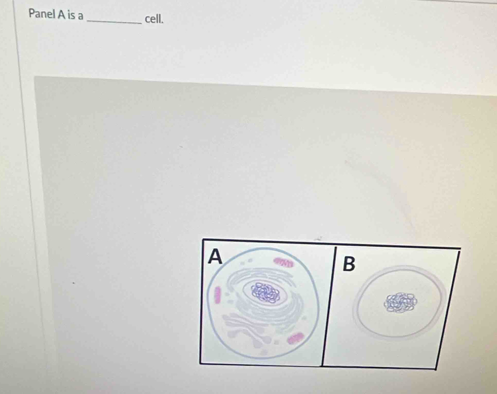 Panel A is a _cell.