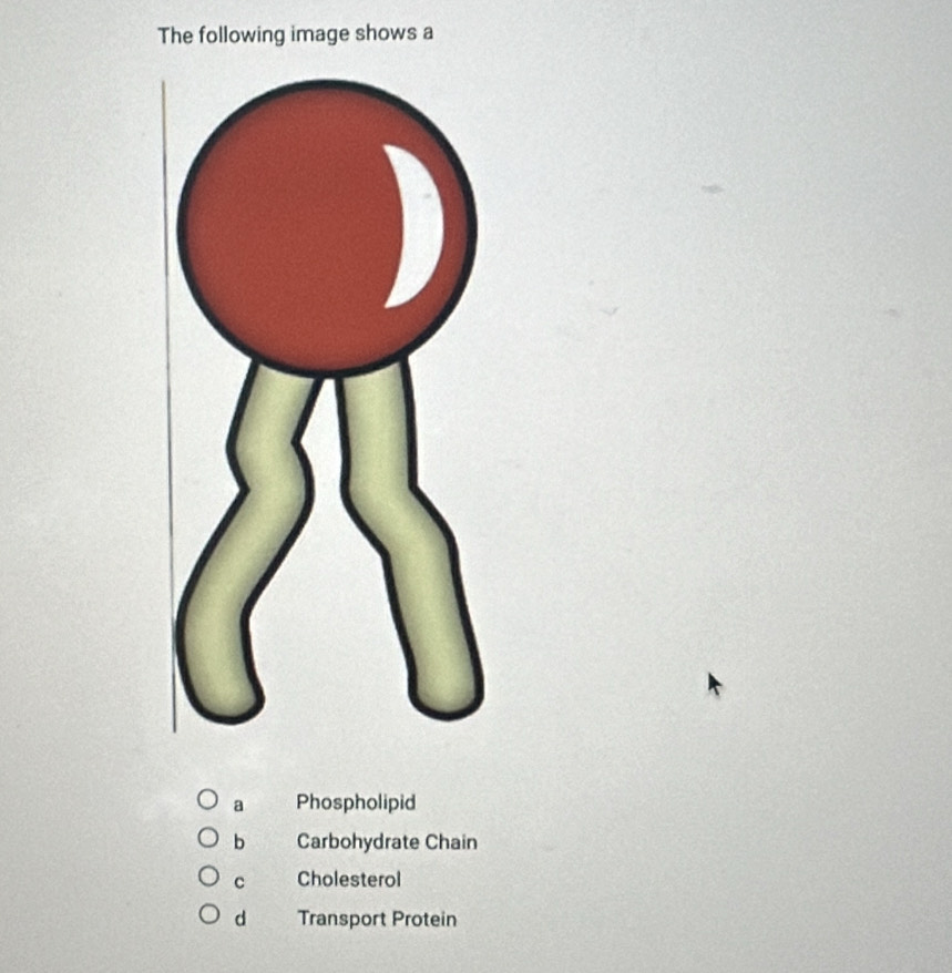 The following image shows a
a Phospholipid
b Carbohydrate Chain
c Cholesterol
d Transport Protein