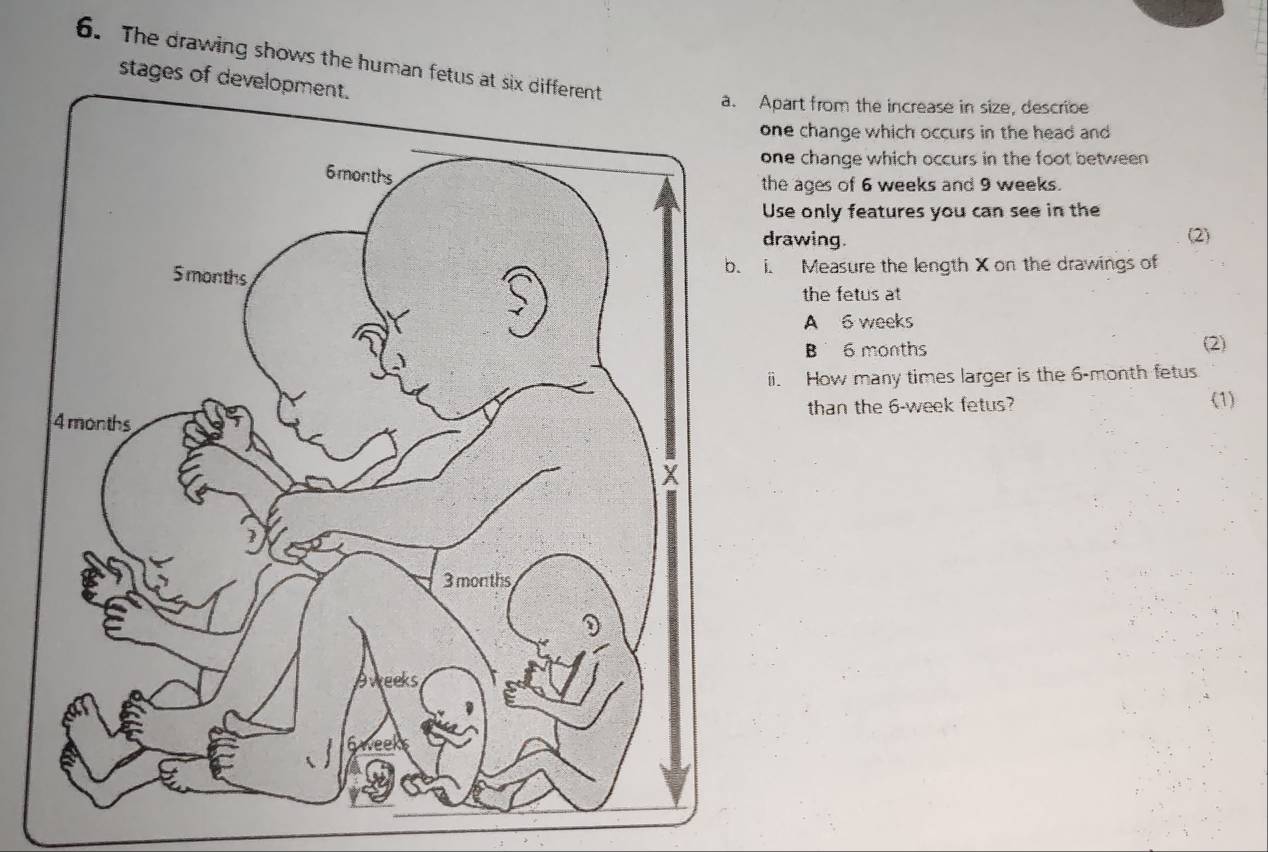 The drawing shows the human fetus at 
stages of dev 
Apart from the increase in size, describe 
one change which occurs in the head and 
one change which occurs in the foot between 
the ages of 6 weeks and 9 weeks. 
Use only features you can see in the 
drawing. (2) 
i. Measure the length X on the drawings of 
the fetus at 
A 6 weeks
B6 months (2) 
ii. How many times larger is the 6-month fetus 
than the 6-week fetus? 
(1)