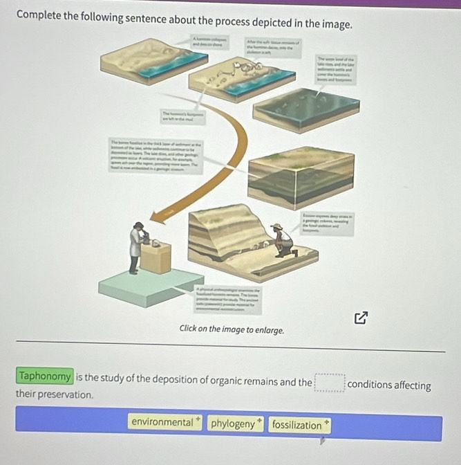 Complete the following sentence about the process depicted in the image.
Click on the image to enlarge.
Taphonomy is the study of the deposition of organic remains and the conditions affecting
their preservation.
environmental phylogeny fossilization *