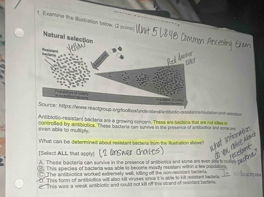 Examine the illustration below. (2 p
lbox/understand/antibiotic-resistance/mutation-and-selection/
Antibiotic-resistant bacteria are a growing concern. These are bacteria that are not killed or
controlled by antibiotics. These bacteria can survive in the presence of antibiotics and some are
even able to multiply.
What can be determined about resistant bacteria from the illustration above?
[Select ALL that apply]
A. These bacteria can survive in the presence of antibiotics and some are even able to mull
B. This species of bacteria was able to become mostly resistant within a few populations.
C. The antibiotics worked extremely well, killing off the non-resistant bactera.
D. This form of antibiotics will also kill viruses since it is able to kill resistant bacteria.
E. This was a weak antibiotic and could not kill off this strand of resistant bacteria.
