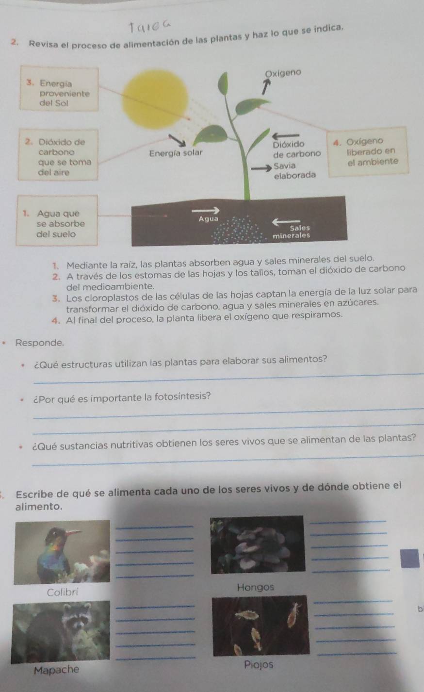 Revisa el proceso de alimentación de las plantas y haz lo que se indica. 
1. Mediante la raíz, las plantas absorben agua y sales minerales del suelo. 
2. A través de los estomas de las hojas y los tallos, toman el dióxido de carbono 
del medioambiente. 
3. Los cloroplastos de las células de las hojas captan la energía de la luz solar para 
transformar el dióxido de carbono, agua y sales minerales en azúcares. 
4. Al final del proceso, la planta libera el oxígeno que respiramos. 
* Responde. 
_ 
¿Qué estructuras utilizan las plantas para elaborar sus alimentos? 
_ 
¿Por qué es importante la fotosíntesis? 
_ 
_ 
¿Qué sustancias nutritivas obtienen los seres vivos que se alimentan de las plantas? 
S. Escribe de qué se alimenta cada uno de los seres vivos y de dónde obtiene el 
alimento. 
_ 
_ 
_ 
_ 
_ 
_ 
_ 
_ 
_ 
_ 
_ 
Colibrí Hongos 
_ 
_ 
b 
_ 
_ 
_ 
_ 
_ 
_ 
_ 
Mapache 
Piojos