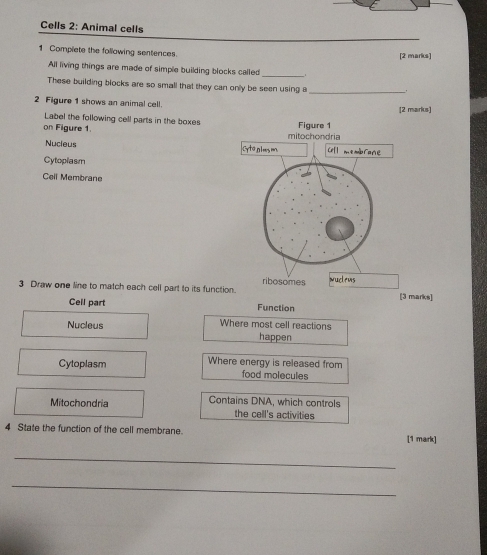 Cells 2: Animal cells 
1 Complete the following sentences. [2 marks] 
All living things are made of simple building blocks called 
_ 
These building blocks are so small that they can only be seen using a _. 
2 Figure 1 shows an animal cell. 
[2 marks] 
Label the following cell parts in the boxes 
on Figure 1. 
Nucieus 
Cytoplasm 
Cell Membrane 
3 Draw one line to match each cell part to its function. ribosomes [3 marks] 
Cell part Function 
Nucleus Where most cell reactions 
happen 
Cytoplasm Where energy is released from 
food molecules 
Mitochondria Contains DNA, which controls 
the cell's activities 
4 State the function of the cell membrane. [1 mark] 
_ 
_