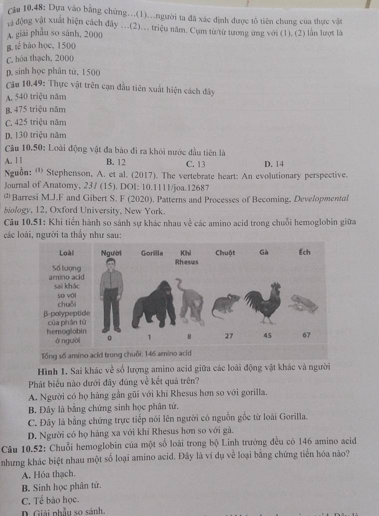 Câu 10.48: Dựa vào bằng chứng...(1)...người ta đã xác định được tổ tiên chung của thực vật
và động vật xuất hiện cách đây ...(2)... triệu năm. Cụm từ/từ tương ứng với (1). (2) lần lượt là
A. giải phẫu so sánh, 2000
B. tế bào học, 1500
C. hóa thạch, 2000
D. sinh học phân tử, 1500
Câu 10.49: Thực vật trên cạn đầu tiên xuất hiện cách đây
A. 540 triệu năm
B. 475 triệu năm
C. 425 triệu năm
D. 130 triệu năm
Câu 10.50: Loài động vật đa bào đi ra khỏi nước đầu tiên là
A. 1 1 B. 12 C. 13 D. 14
Nguồn: ⑴ Stephenson, A. et al. (2017). The vertebrate heart: An evolutionary perspective.
Journal of Anatomy, 237 (15). DOI: 10.1111/joa.12687
Barresi M.J.F and Gibert S. F (2020). Patterns and Processes of Becoming, Developmental
biology, 12, Oxford University, New York.
Câu 10.51: Khi tiến hành so sánh sự khác nhau về các amino acid trong chuỗi hemoglobin giữa
các loài, người ta thấy như sau:
Hình 1. Sai khác về số lượng amino acid giữa các loài động vật khác và người
Phát biểu nào dưới đây đúng về kết quả trên?
A. Người có họ hàng gần gũi với khi Rhesus hơn so với gorilla.
B. Đây là bằng chứng sinh học phân tử.
C. Đây là bằng chứng trực tiếp nói lên người có nguồn gốc từ loài Gorilla.
D. Người có họ hàng xa với khỉ Rhesus hơn so với gà.
Câu 10.52: Chuỗi hemoglobin của một số loài trong bộ Linh trưởng đều có 146 amino acid
nhưng khác biệt nhau một số loại amino acid. Đây là ví dụ về loại bằng chứng tiến hóa nào?
A. Hóa thạch.
B. Sinh học phân tử.
C. Tế bào học.
D. Giải phẫu so sánh.